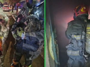 Bomberos rescataron a dos caniches durante un incendio en una vivienda de B° Colón