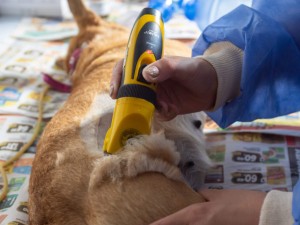 Castraciones gratuitas: el Móvil Municipal recorrerá los CPC y ampliará los turnos disponibles