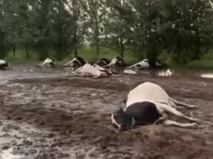 Canals: una centella mató a varios animales durante un fuerte temporal