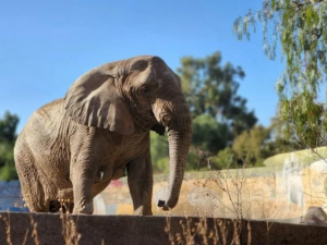Murió Kenya, la elefanta que fue trasladada de Mendoza a Brasil en el mes de abril