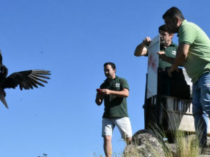 Liberaron decenas de aves y otros animales silvestres recuperados en Colanchanga