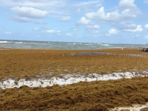 Sargazo obliga a cerrar la playa West Bay en Roatán en plena temporada alta turística
