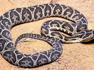 Un niño de 9 años fue internado de urgencia tras ser mordido por una serpiente yarará