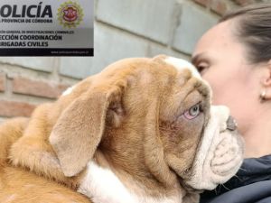 Operativo masivo en Córdoba: incautan un arsenal y rescatan perros de un criadero ilegal
