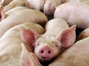 Detectaron cinco casos de triquinosis en Laboulaye: advierten por salames