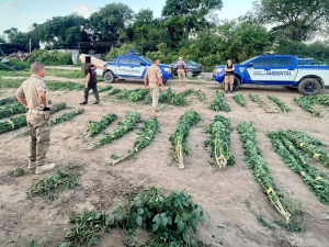 Hallaron casi 50 plantas de marihuana de tres metros en un campo de Ciudad de Mi Esperanza