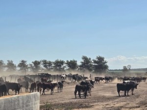 Escándalo en el campo: incautan 1.000 bovinos y el dueño denuncia un "robo legal"