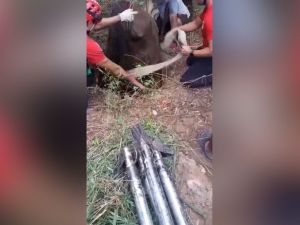 Milagroso rescate de un caballo que cayó a un pozo ciego en Cruz del Eje