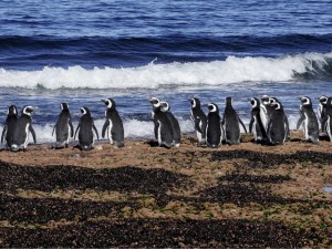 Nuevo streaming del CONICET para espiar la intimidad de los pingüinos en la Patagonia