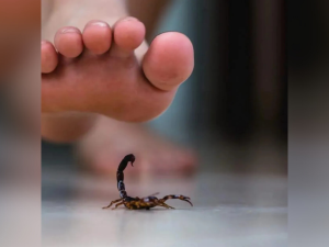 Picaduras peligrosas: cómo prevenir animales ponzoñosos y qué hacer ante una emergencia