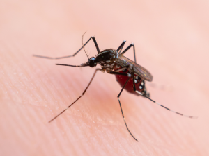 Cronograma de operativos contra el dengue: cinco barrios tendrán descacharreo esta semana