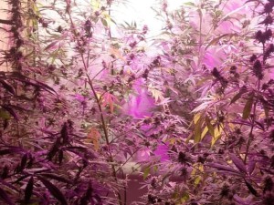 Riña en el centro: un herido, cinco detenidos y secuestran ocho plantas de cannabis