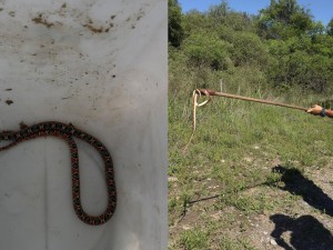 Encontraron una serpiente de coral en la cochera de una casa en barrio Parque República
