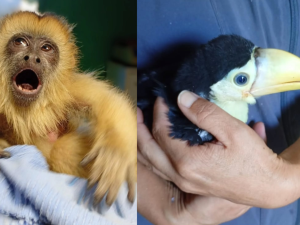 Operativos de Policía Ambiental rescataron fauna silvestre en Tala Huasi y James Craik