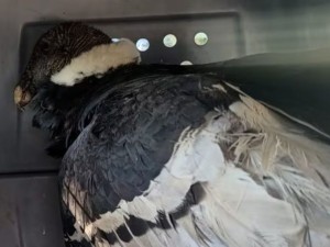 Rescate en Córdoba: un cóndor andino fue hallado en Achiras y ya se recupera