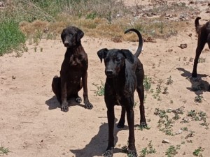 Villa del Prado: rescatan a tres perras por maltrato animal durante un allanamiento