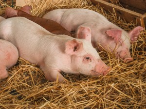 La carne de cerdo gana terreno en Argentina ante el aumento del precio de la carne vacuna