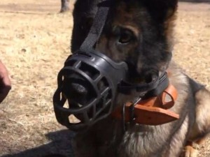 Registro obligatorio: ya se inscribieron 5.701 perros potencialmente peligrosos en la ciudad