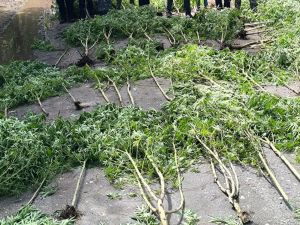 Arrestaron a un hombre por cultivo de cannabis y decomisaron 80 plantas