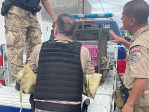 Rescataron en Villa Siburu a un mono tití que apareció en una casa