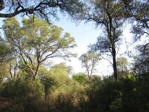 Se amplía el plazo para acceder al Programa de Pago por Servicios Ambientales