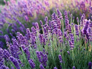 Donde el violeta perfuma las sierras: un viaje entre los campos de lavanda de Córdoba