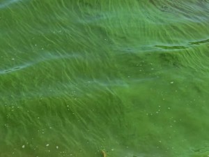 Alerta roja por cianobacterias en la República de los Niños y otros puntos de Buenos Aires