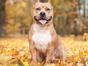 Imputaron por lesiones y maltrato animal al dueño del perro pitbull que atacó a un niño