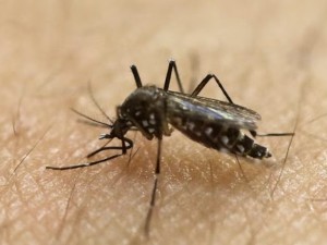 Comienza un nuevo monitoreo contra el mosquito del dengue en barrios de Córdoba