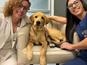 Dog-Tor: el perro que acompaña a los pacientes, una iniciativa innovadora con grandes resultados