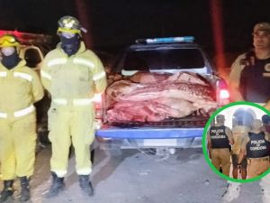 Faena clandestina: secuestran 500 kilos de carne en el norte cordobés